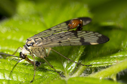 Panorpa communis Male