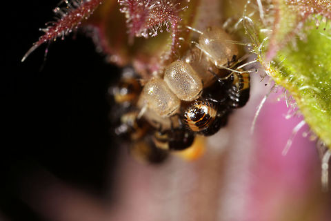 Dolycoris baccarum eggs Instar 1st and eggs