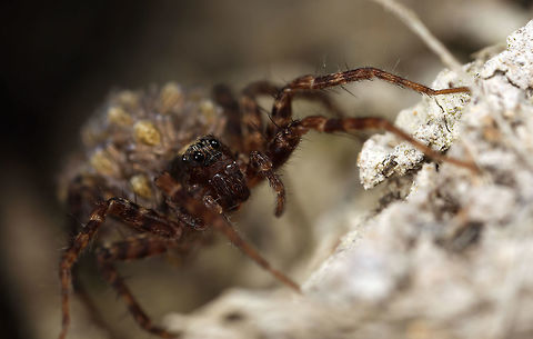 Lycosidae Carrying young on her back. Looking closely you can make out the baby spiders ^_^ Parental care,Rustic wolf spider,Trochosa ruricola