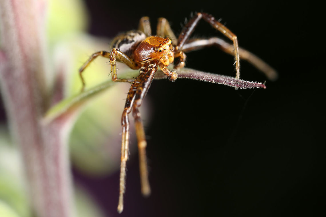 Xysticus cristatus  A Ground Crab Spider,Geotagged,Spring,United Kingdom,Xysticus cristatus
