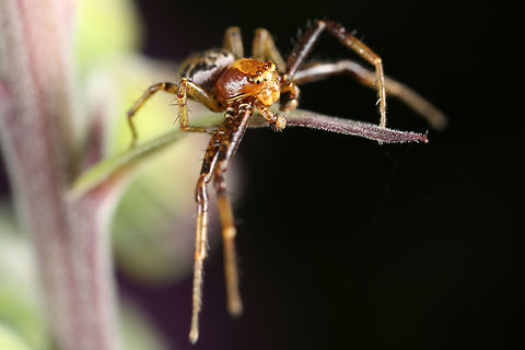 Xysticus cristatus  A Ground Crab Spider,Geotagged,Spring,United Kingdom,Xysticus cristatus