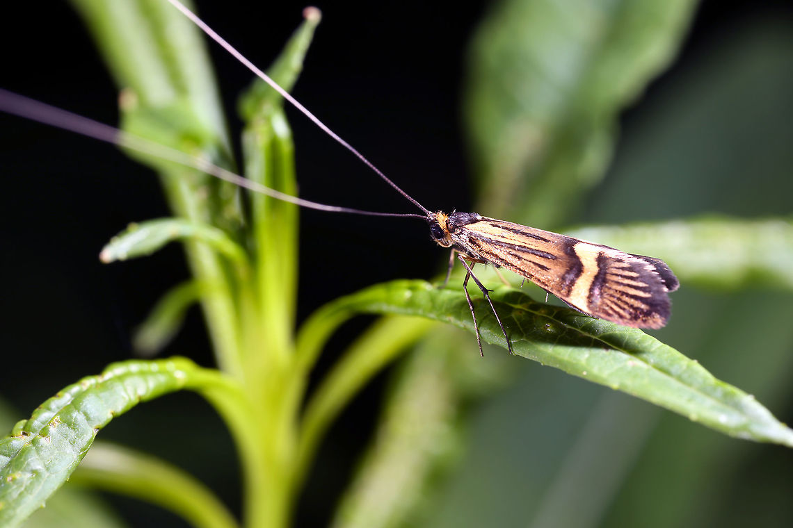 Nemophora degeerella Male Geotagged,Longhorn Moth,Nemophora degeerella,Spring,United Kingdom