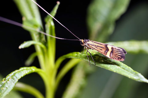 Nemophora degeerella Male Geotagged,Longhorn Moth,Nemophora degeerella,Spring,United Kingdom