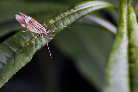 Nemophora degeerella Female Geotagged,Longhorn Moth,Nemophora degeerella,Spring,United Kingdom