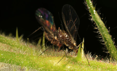 Microlophium carnosum When looking at these with the naked eye they appeared to be quite red. This is 5:1. The Aphids are sitting on stinging nettle. Acyrthosiphon pisum,Geotagged,Pea aphid,Spring,United Kingdom