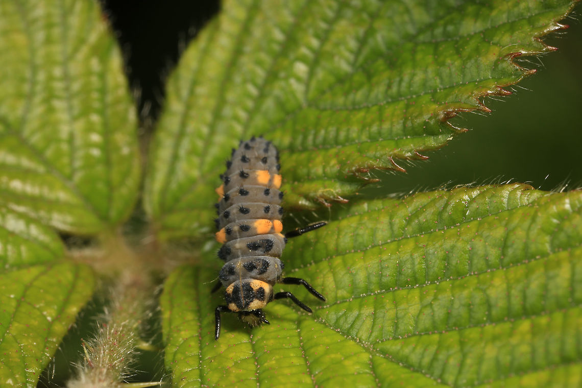 Coccinella septempunctata (larvae)  Coccinella septempunctata,Seven-spot ladybird