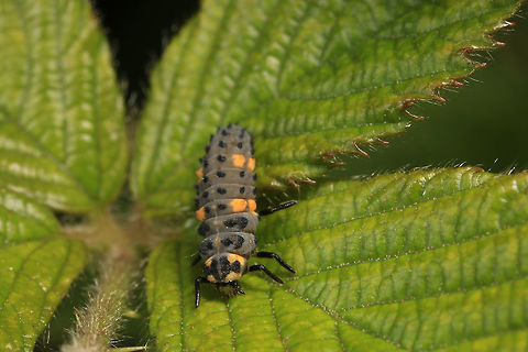 Coccinella septempunctata (larvae)  Coccinella septempunctata,Seven-spot ladybird