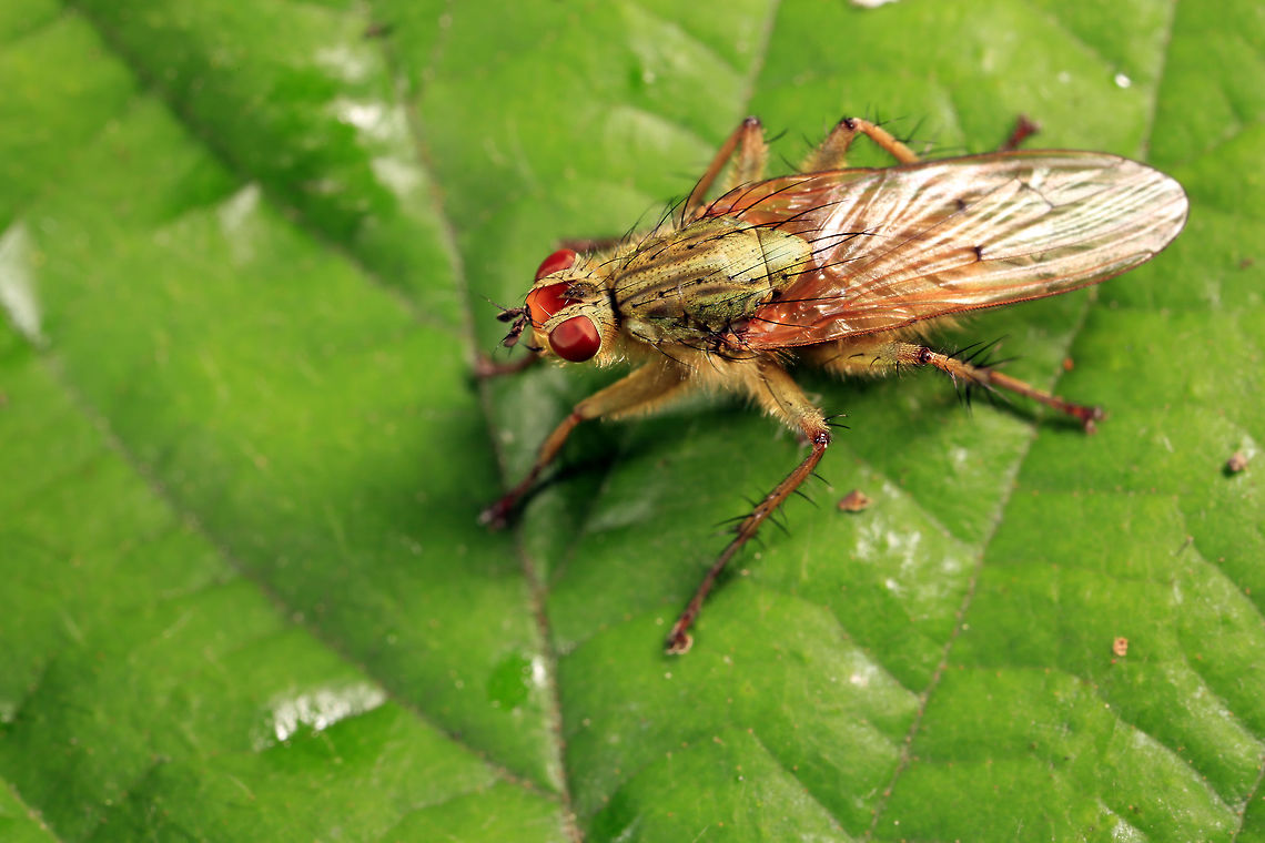 Tephrochlamys rufiventris Golden Dung fly Golden dung fly,Scathophaga stercoraria