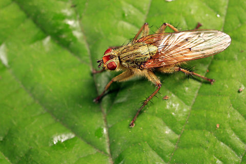 Tephrochlamys rufiventris Golden Dung fly Golden dung fly,Scathophaga stercoraria