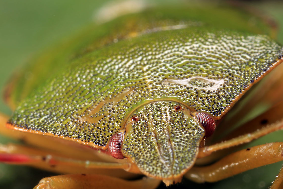 Palomena prasina  Geotagged,Green shield bug,Palomena prasina,Spring,United Kingdom