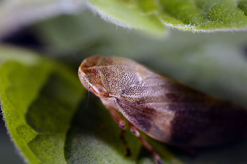 Aphrophora alni  Aphrophora alni