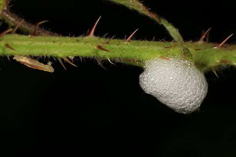 Froghopper - SpittleBug - hemipterans Nest  Geotagged,Spring,United Kingdom