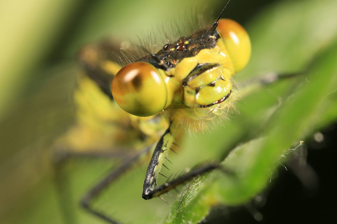 Yellow Damselfly Still trying to ID Damselfly,Geotagged,Spring,United Kingdom
