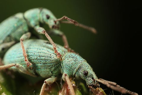 Phyllobius maculicornis Strangely 'Barry White's, Lets get it on' could be heard faintly the closer I got :)
This is 5:1 Geotagged,Green Leaf Weevil,Phyllobius maculicornis,Spring,United Kingdom