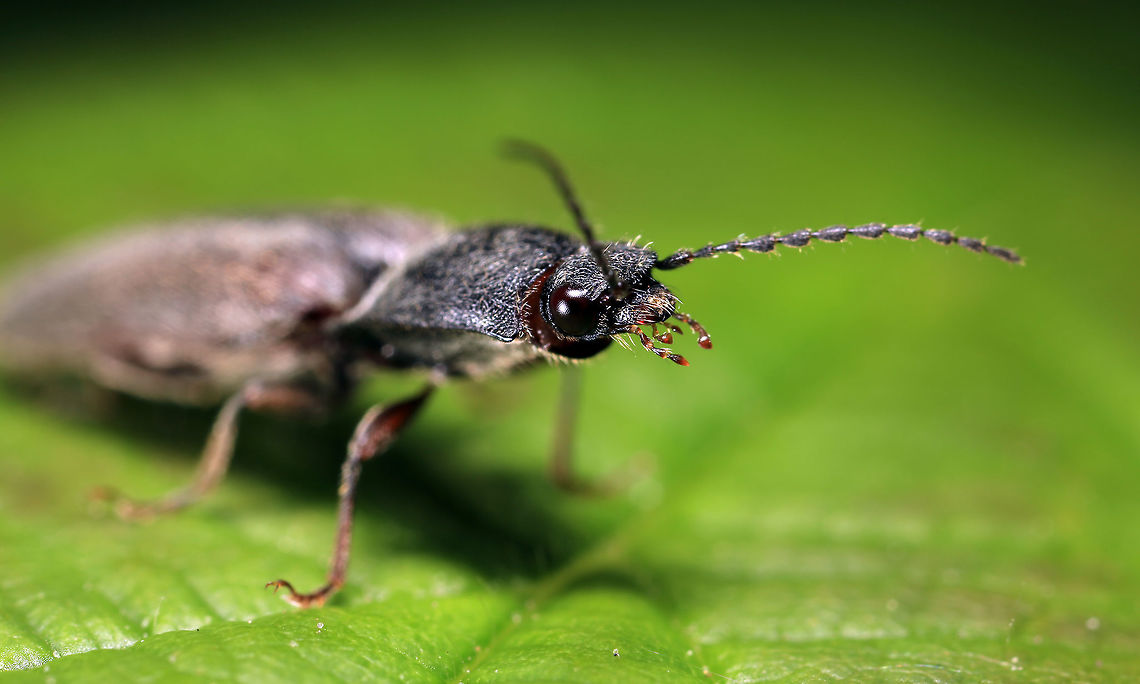 The Athous haemorrhoidalis I think these guys are pretty cute ^_^, they can move their heads in and out (to a degree). In this picture you can see inside their thorax. I have another shot where they are tucked in. Athous haemorrhoidalis,Geotagged,Spring,United Kingdom