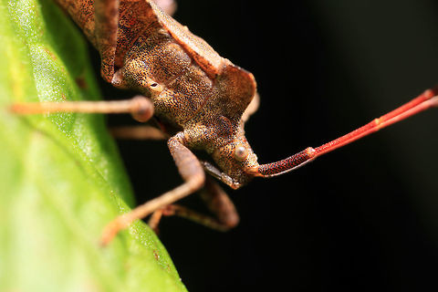 Squash Bug Notice the hole in their side? Air enters the respiratory systems of insects through a series of external openings called 'spiracles'. These external openings, which act as muscular valves in some insects, lead to the internal respiratory system, a densely networked array of tubes called tracheae. This network of transverse and longitudinal tracheae equalizes pressure throughout the system. Coreus marginatus,Dock bug