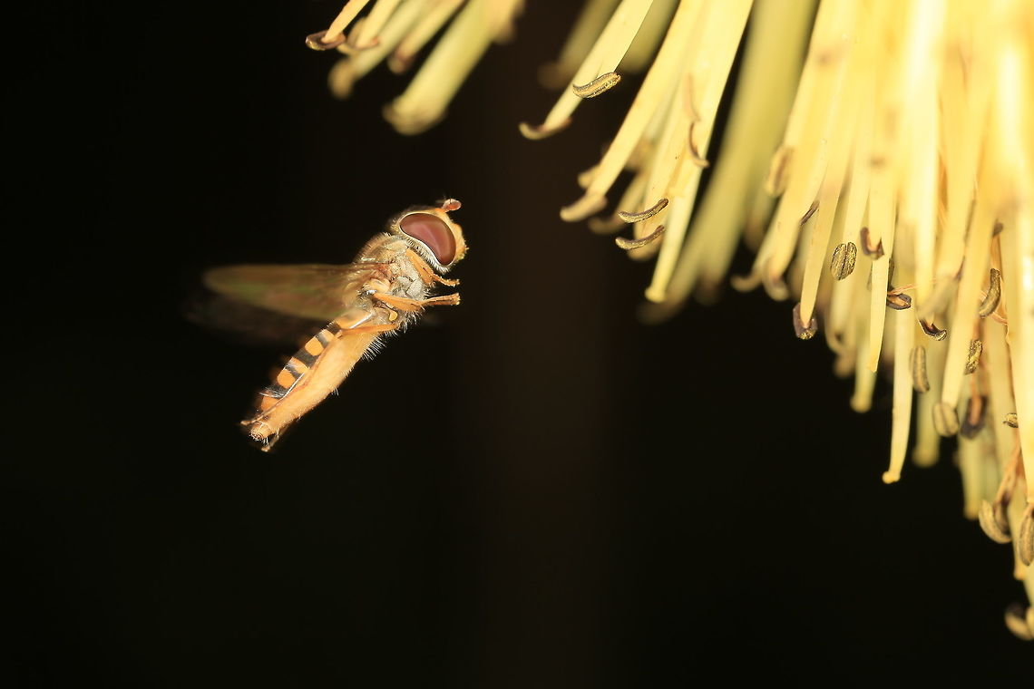 Syrphus  Geotagged,Summer,United Kingdom