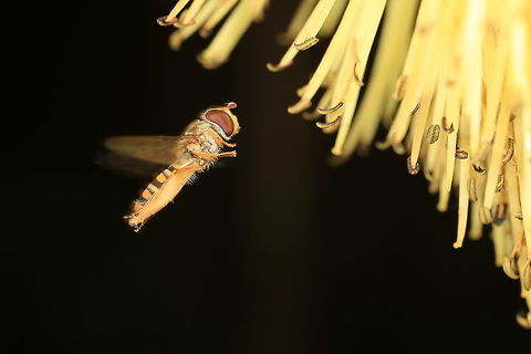 Syrphus  Geotagged,Summer,United Kingdom
