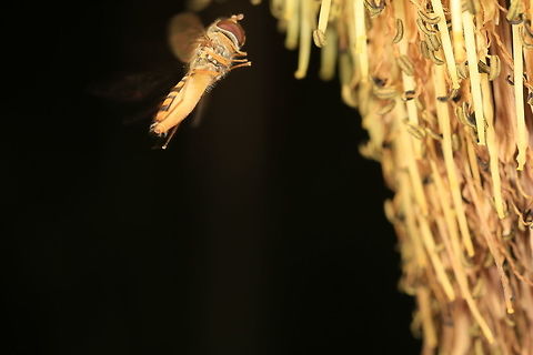 Syrphus  Geotagged,Summer,United Kingdom