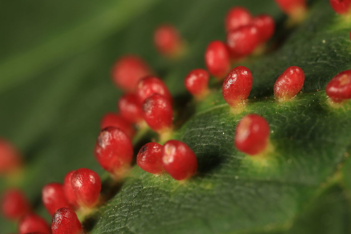 Wasp galls Can anyone confirm if these are wasp galls?