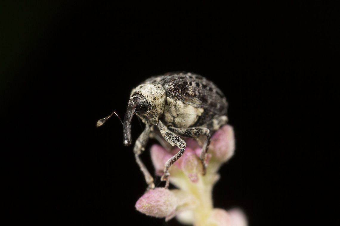 Cionus scrophulariae (Figwort Weevil) This guy was tiny! this is at 4:1 I would have missed him/her if it wasn&#039;t for the sharp contrast on the pink flower. Cionini,Cionus,Cionus scrophulariae,Figwort Weevil