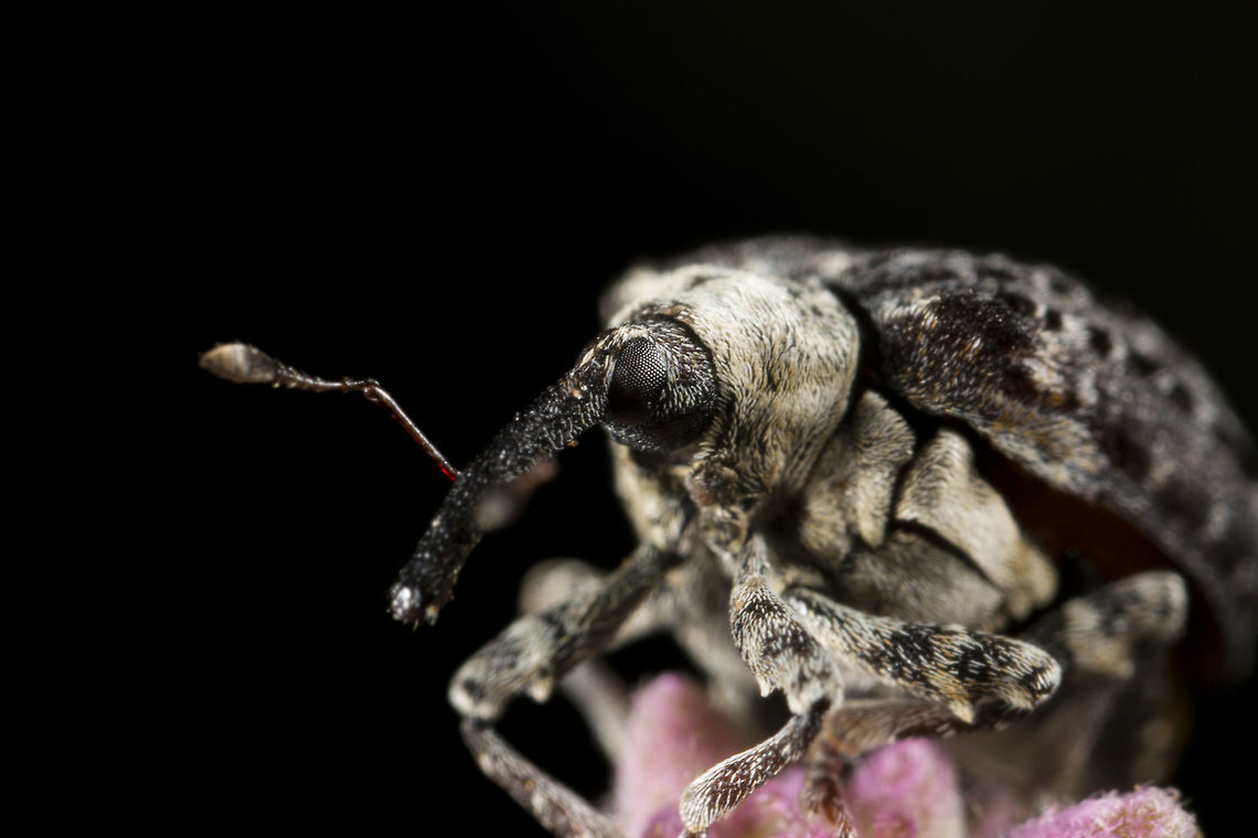 Cionus scrophulariae (Figwart Weevil) This was at 5:1, he/she was teeny tiny ^_^ Cionini,Cionus,Cionus scrophulariae,Figwort Weevil