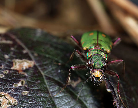Green Tiger Beetle Pretty beetle Cicindela campestris,Geotagged,Green Tiger Beetle,United Kingdom