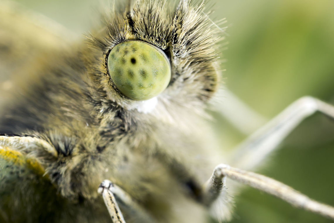 Pieris rapae | Small White A lovely little Small White, I am curious about the &#039;pupil&#039; like marking in the eye. I have noticed this in many subjects, it always seems to be focus towards me regardless of the angle I am shooting from. Its quite suggestive of a focus point, does anyone know if this is actually the subject focusing on me/camera?<br />
 Geotagged,Pieris rapae,Small White,Summer,United Kingdom