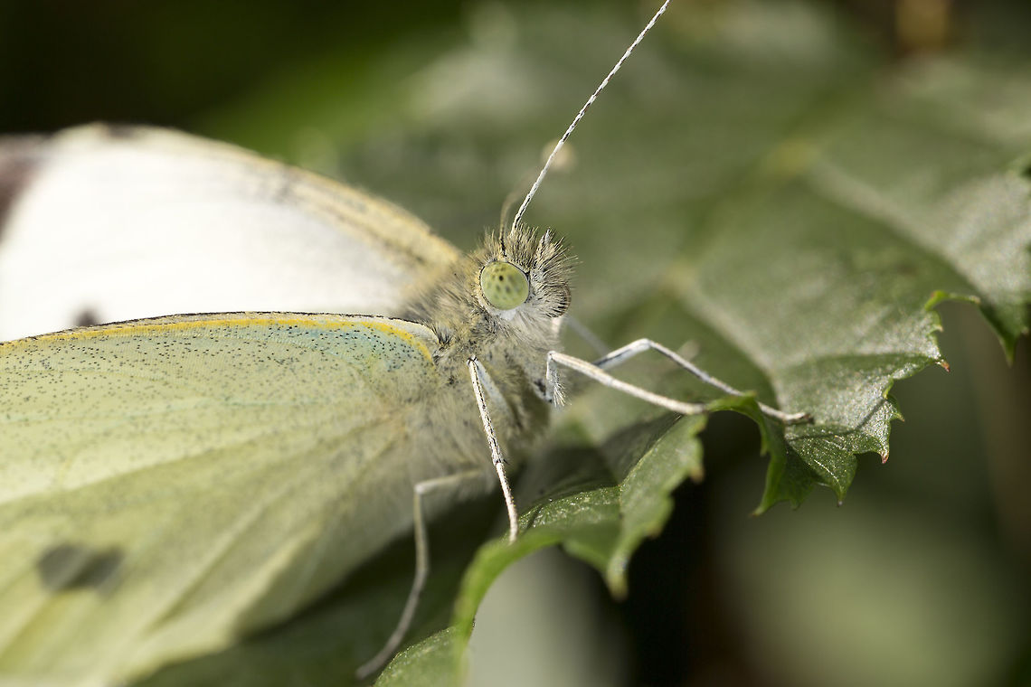 Pieris rapae | Small White A lovely little Small White, I am curious about the &#039;pupil&#039; like marking in the eye. I have noticed this in many subjects, it always seems to be focus towards me regardless of the angle I am shooting from. Its quite suggestive of a focus point, does anyone know if this is actually the subject focusing on me/camera?  Geotagged,Pieris rapae,Small White,Summer,United Kingdom