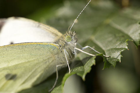 Pieris rapae | Small White A lovely little Small White, I am curious about the 'pupil' like marking in the eye. I have noticed this in many subjects, it always seems to be focus towards me regardless of the angle I am shooting from. Its quite suggestive of a focus point, does anyone know if this is actually the subject focusing on me/camera?  Geotagged,Pieris rapae,Small White,Summer,United Kingdom
