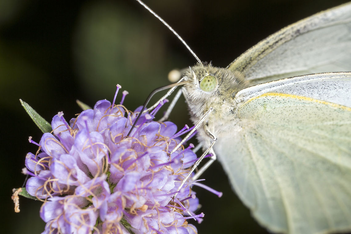 Pieris rapae | Small White A lovely little Small White, I am curious about the &#039;pupil&#039; like marking in the eye. I have noticed this in many subjects, it always seems to be focus towards me regardless of the angle I am shooting from. Its quite suggestive of a focus point, does anyone know if this is actually the subject focusing on me/camera? Geotagged,Pieris rapae,Small White,United Kingdom