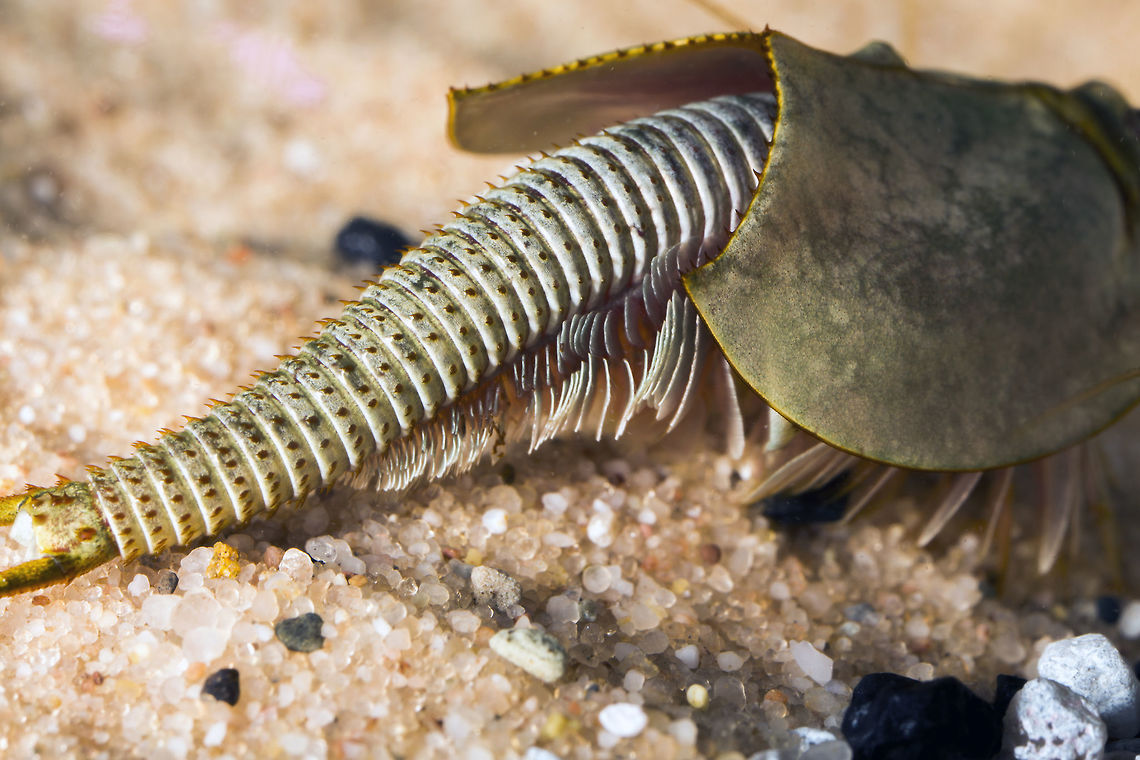 Triop (1 of 5) AKA Tadpole Shrip, Triops is a genus of small crustaceans in the order Notostraca. This is the first of 5 in a set (same subject), these really are facinating creatures. Triops longicaudatus
