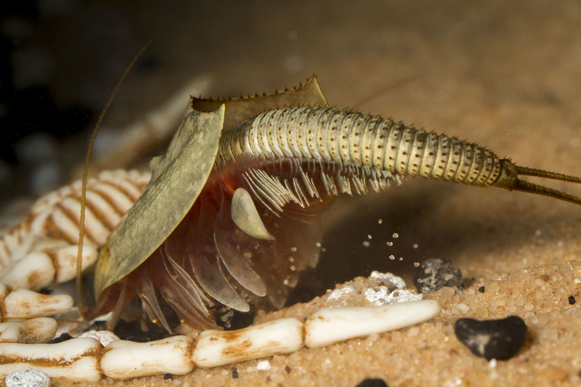 Triop (5 of 5) I love watching these guys go about their daily lives, constantly digging for, I can only assume nourishment. Their structure is truly remarkable, they really do look like horse shoe crabs. <br />
<br />
They love to dig and are pretty good at it, making furrows in the sand and digging under objects. One of the props I have in the tank is but berried. <br />
<br />
They have no concerns with eating each other if they get the chance. This particular one is the last of 2 large adults I had, which are coming up to 7 weeks old. I say had because this particular one literally ate every piece of his roommate. As they don&rsquo;t sit around if one bites the other I can only assume the other must have come to the end of its life span and this guy took advantage of a large free meal. <br />
<br />
They are incredibly agile and have grown pretty large considering their eggs are pretty much impossible to see with the naked eye. This particular subject is about 3in long including its tale. They are incredibly adapted as evidence by their incredibility long lived designs some species hardly changing for 100million years and can be tracked as far back as 300million years. Their reproduction mechanisms vary even within the same species, below a snippet from the Wiki:<br />
<br />
&quot;Reproduction<br />
A typical vernal pool during the wet season<br />
Another vernal pool, this one dried out<br />
<br />
Triops longicaudatus displays several reproductive strategies. Individuals may reproduce sexually, but this is rare, as most populations are highly male- or female-biased. Parthenogenesis (development from unfertilized eggs) is the most common reproductive strategy. Some populations, however, consist of hermaphrodites who fertilize each other. Different populations display different strategies or combinations of strategies, and may therefore, be considered separate species or subspecies in the future.<br />
<br />
In females, the eleventh pair of legs is modified into egg sacs, where the eggs are carried for several hours. The eggs are released in batches, have a thick shell, and can stand freezing temperatures as well as drought, enabling the population to survive from one season to the next. The eggs have to dry out completely before being submerged in water again in order to hatch successfully; they may remain in a state of diapause for up to 20 years. These eggs may have helped Triops longicaudatus, as well as other notostracans, to survive the various natural disasters and mass extinctions to date.&quot;<br />
<br />
This document goes into more detail <a href="http://www.nesc.ac.uk/talks/1090/Mathers.pdf" rel="nofollow">http://www.nesc.ac.uk/talks/1090/Mathers.pdf</a><br />
 Triops longicaudatus,tadpole shrimp,triop