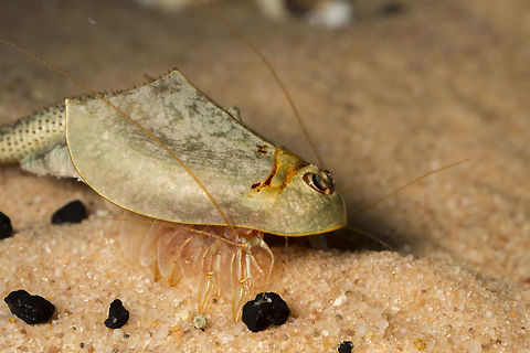 Triop (4 of 5)  Triops longicaudatus