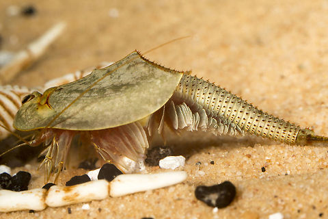 Triop (2 of 5)  Triops longicaudatus