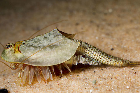 Triop (3 of 5)  Triops longicaudatus