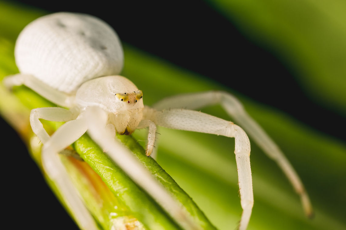 Crab Spider Misumena vatia<br />
<br />
<a href="http://www.uksafari.com/crabspider.htm" rel="nofollow">http://www.uksafari.com/crabspider.htm</a> Geotagged,Goldenrod Crab Spider,Misumena vatia,Spring,United Kingdom