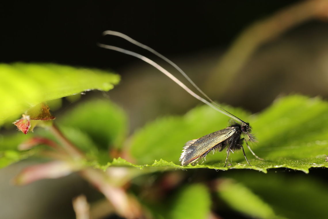 Adela Reaumurella Beautiful specimen  Adela reaumurella,Geotagged,Spring,United Kingdom