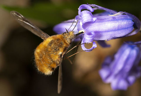 Bombylius Major  Bombylius major,Geotagged,Spring,United Kingdom