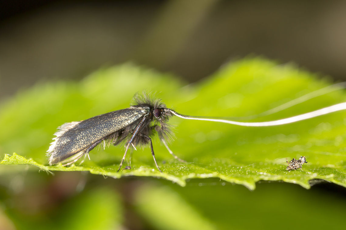 Adela Reaumurella Although they are mostly out of shot, this perspective really accentuates those long antenna Adela reaumurella