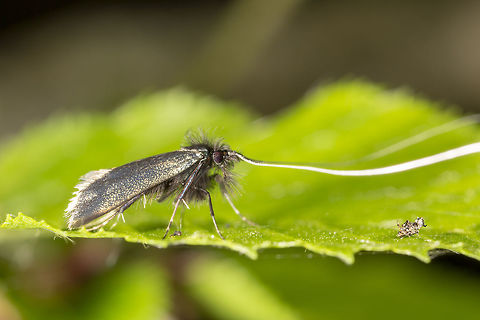 Adela Reaumurella Although they are mostly out of shot, this perspective really accentuates those long antenna Adela reaumurella