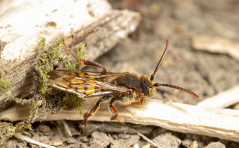 Wasp Not sure on the species  Geotagged,Spring,United Kingdom
