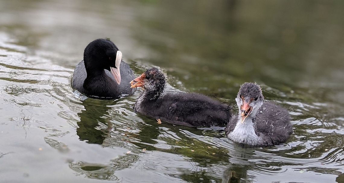 Coot Mummy and chicks Eurasian coot,Fulica atra,Geotagged,Spring,United Kingdom
