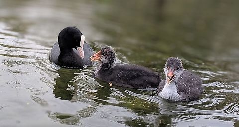 Coot Mummy and chicks Eurasian coot,Fulica atra,Geotagged,Spring,United Kingdom