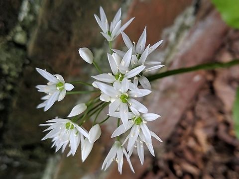Wild Garlic  Allium ursinum,Geotagged,Ramsons,Spring,United Kingdom