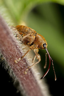 Curculio glandium (Acron Weevil) Beautiful little specimen Acorn weevil,Curculio glandium,Geotagged,United Kingdom