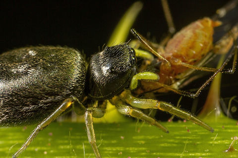 Heliophanus flavipe  Geotagged,Heliophanus flavipe,Heliophanus flavipes,Spring,United Kingdom