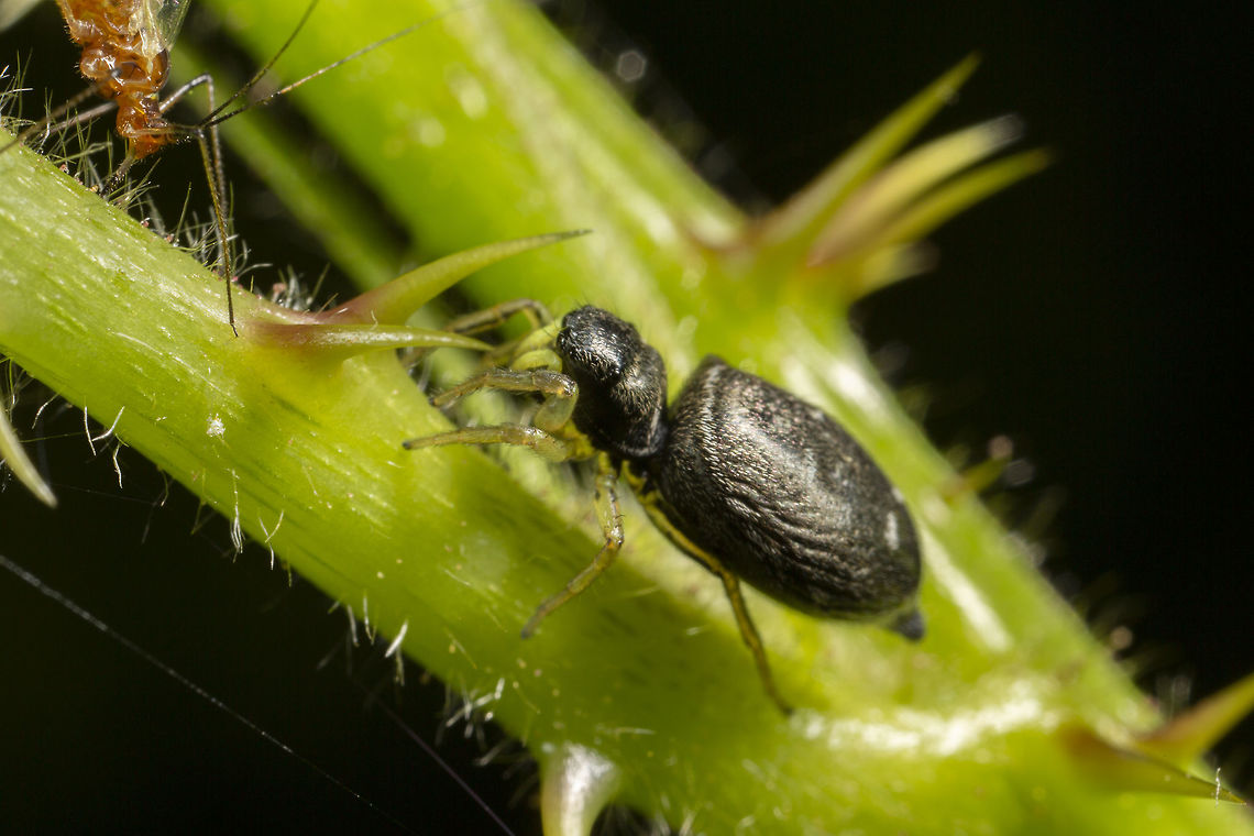 Heliophanus flavipes Before pounce, there is another at 5:1 feeding Geotagged,Heliophanu flavipes,Heliophanus flavipes,Spring,United Kingdom