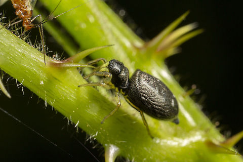 Heliophanus flavipes Before pounce, there is another at 5:1 feeding Geotagged,Heliophanu flavipes,Heliophanus flavipes,Spring,United Kingdom