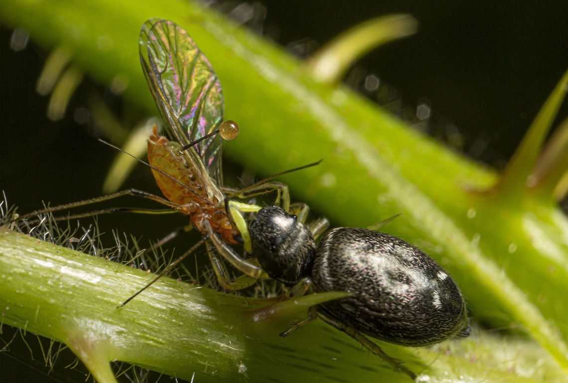 Heliophanus flavipes  Geotagged,Heliophanu flavipes,Heliophanus flavipes,Spring,United Kingdom